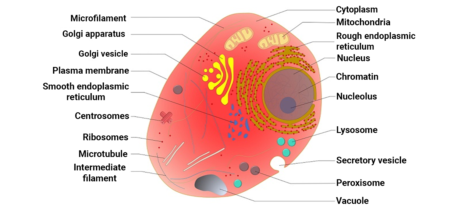 Cell Therapy Homing Principle