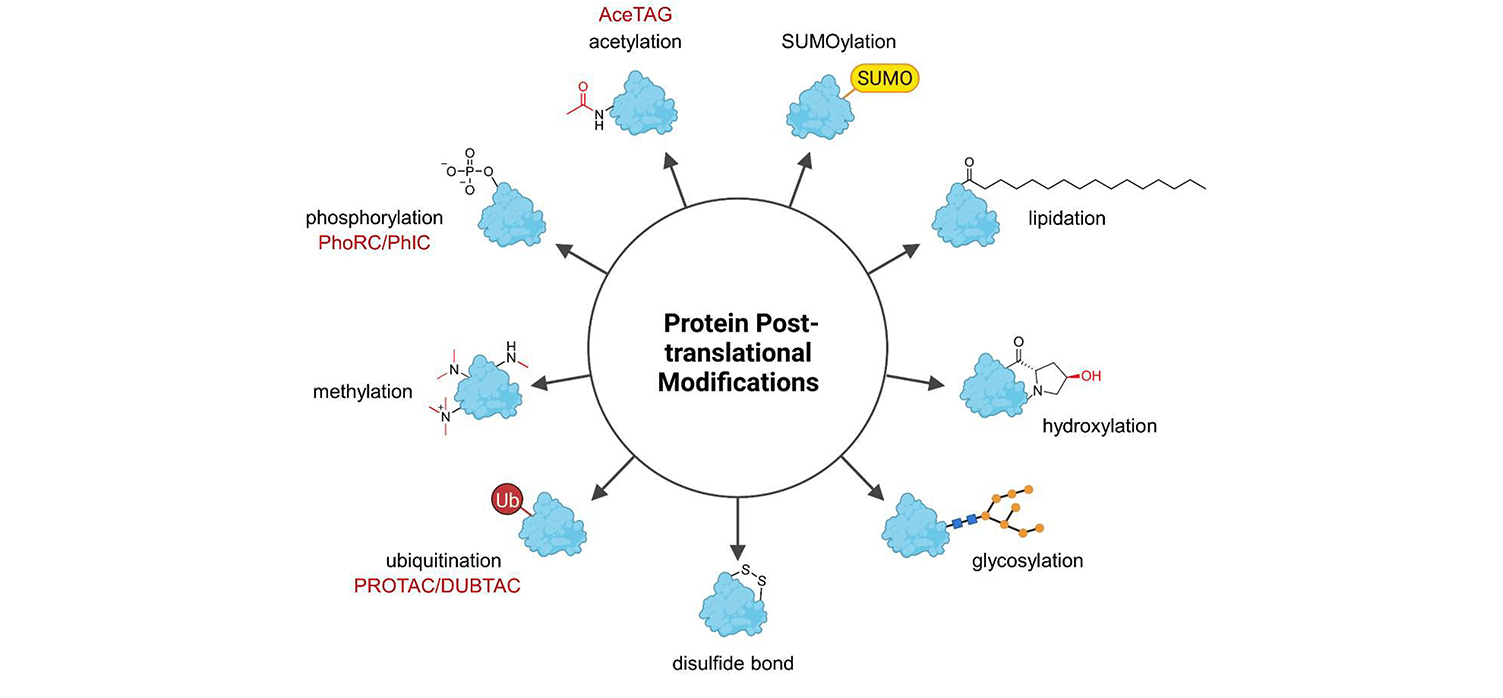 Cell Therapy Differentiation