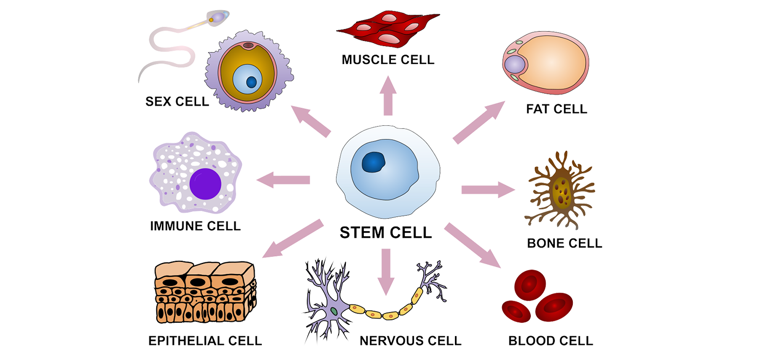 Stem Cell Differentiation