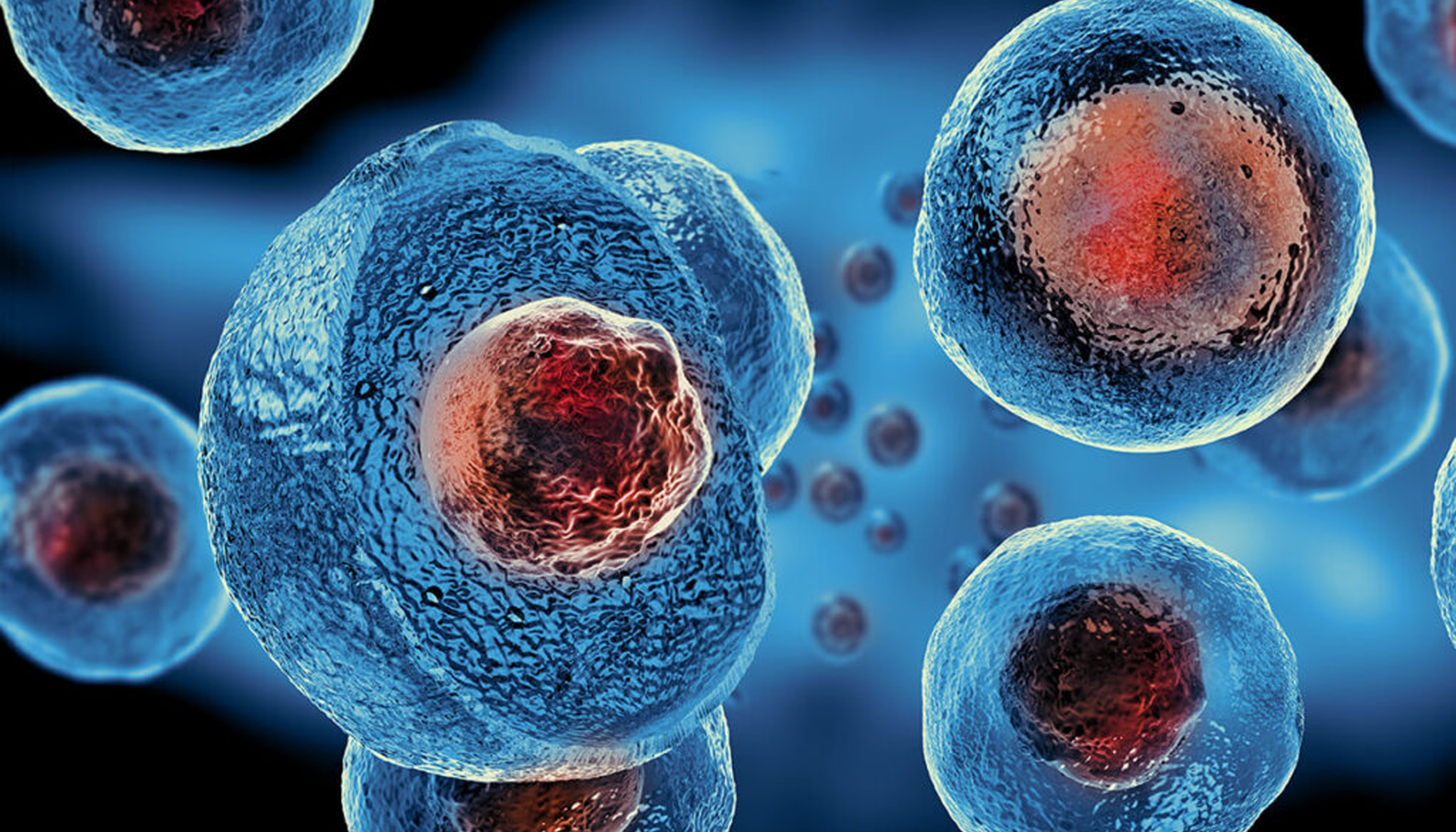 Mesenchymal Stem Cells
