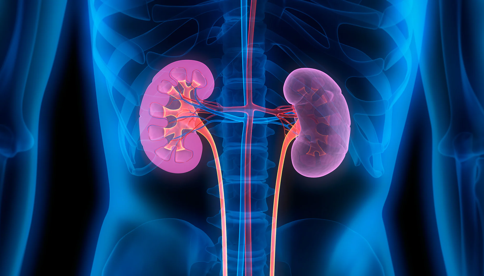 Kidney